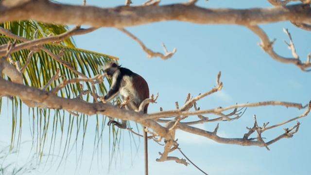 Звуки Животных - Обезьяны Monkey Animal Sounds смотреть онлайн