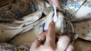 Чистка зубов коту  Орозим гелем