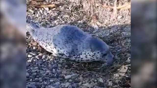 "Попроси у Серёжи": нерпёныша на Сахалине угостили свежевыловленной корюшкой смотреть онлайн