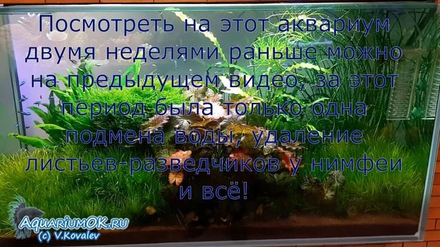 Аквариум-травник без МАКРО и МИКРО удобрений, часть 2 смотреть онлайн