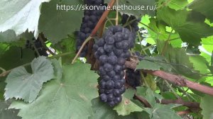 Сорт винограда Гурзуфский розовый сезон 2017 21.09.2017