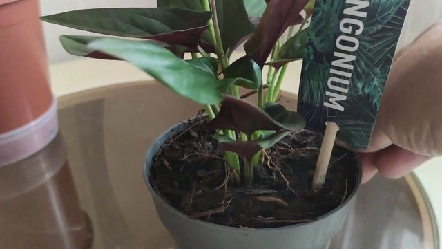 Цветочные новинки. смотреть онлайн