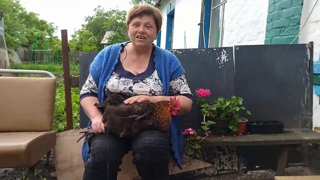 Что чудо! курица несет 360 яиц в году! правда или ложь? смотреть онлайн