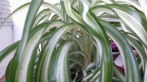 Комнатные растения. Хлорофитум Бонни. Пересадка, состав грунта, полив, уход, освещение, купание.