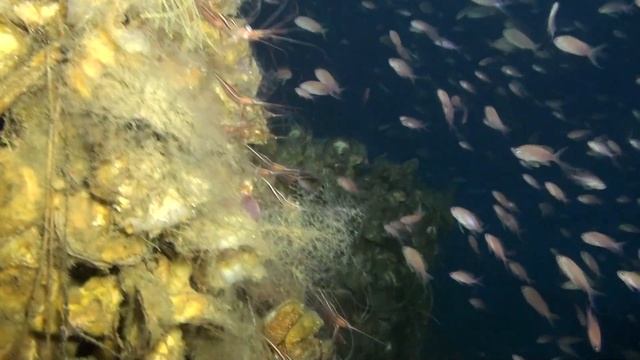 Da dove è pilotato il ROV dell'ISPRA? смотреть онлайн