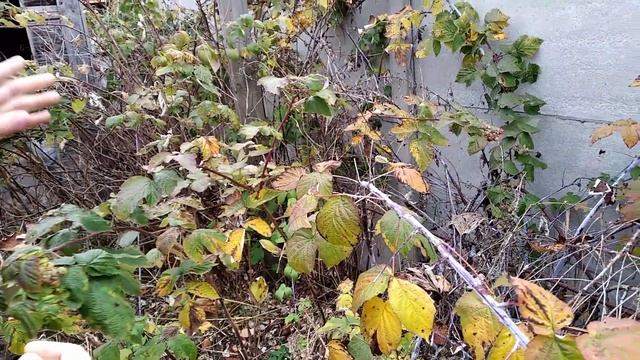 Везём саженцы на дачу ? Нашли Черную малину и Тыкву ? смотреть онлайн