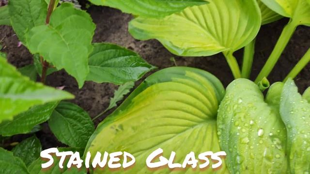 Хоста сорт Stained glass в июне смотреть онлайн