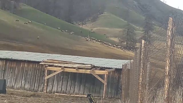 Маралы на Алтае (Республика Алтай, Горный Алтай) смотреть онлайн