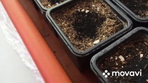 Плесень на рассаде лобелии. Как бороться, что делать ?