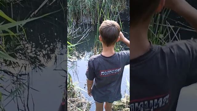 Как поймать черепаху, в пруду,. смотреть онлайн