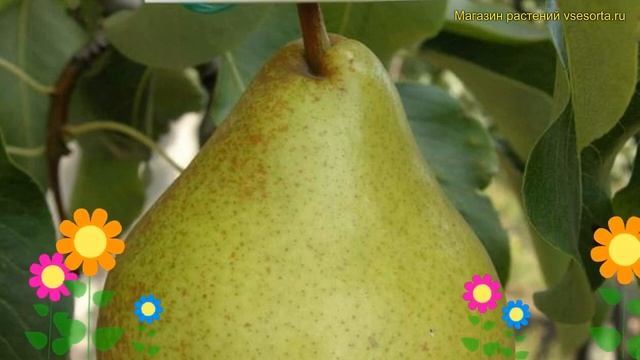Груша плодовая. Краткий обзор, описание характеристик Pyrus Communis выставочная