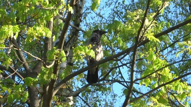 Ворона щелкает клювом смотреть онлайн