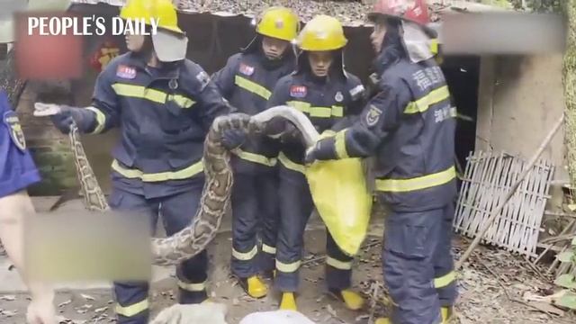 3-meter long python gobbled up 16 chickens before it was released back to the wild смотреть онлайн