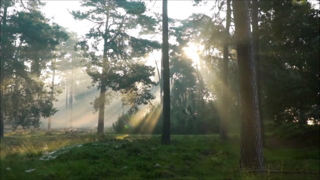 Лес. Пение соловья. Расслабляющая музыка.Звуки природы. Forest. Nightingale singing.Sounds of natur смотреть онлайн