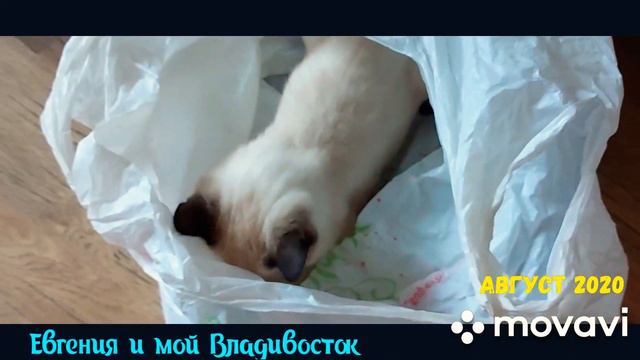 Котенок играет с пакетом,Новые Приключение Шурика  тайского котенка.
