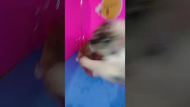 Lashes Rescue Dog Pup To Adopt Merle Australian Shepherd Puppy смотреть онлайн