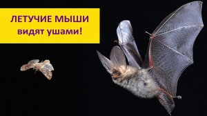 Эхолокация у летучих мышей: что значит «видеть ушами»?
