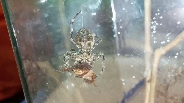 FangCapture - Araneus ventricosus feeding смотреть онлайн