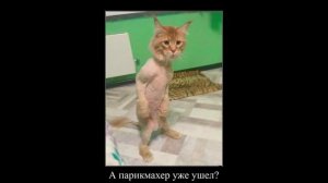 Приколы! ИГРА В КАЛЬМАРА (ПИНГВИНА)! Смешные видео от Доми шоу! Мемы анимация