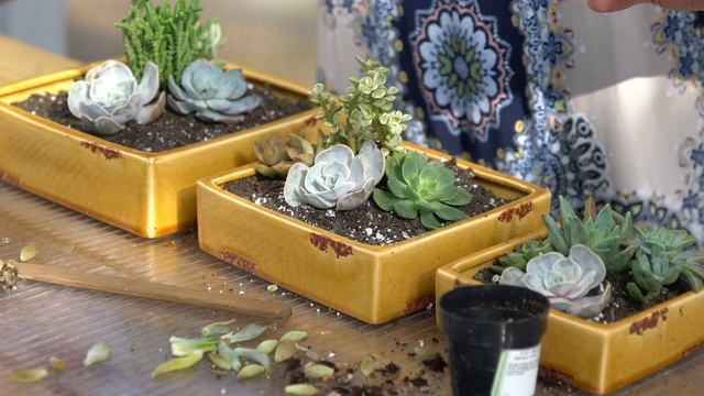 Echeveria Lola Propagation: Cuttings from Mountain Crest Gardens смотреть онлайн