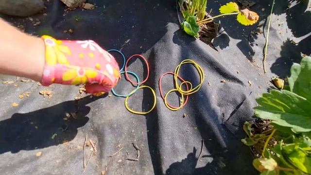 КЛУБНИКУ собираю ВЁДРАМИ! ПОМОГАЮТ РЕЗИНКИ! ГЕНИАЛЬНАЯ хитрость ДЛЯ МАКСИМАЛЬНОГО УРОЖАЯ смотреть онлайн