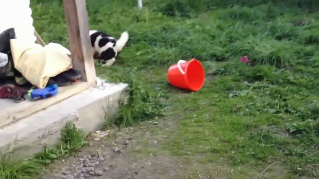 Щенки Американской Акиты.