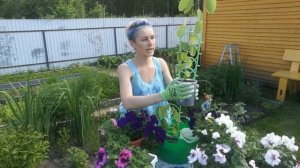 БАУХИНИЯ. ОРХИДЕЙНОЕ ДЕРЕВО. ПЕРЕСАДКА БАУХИНИИ.