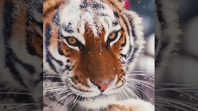 Амурский тигр смотреть онлайн