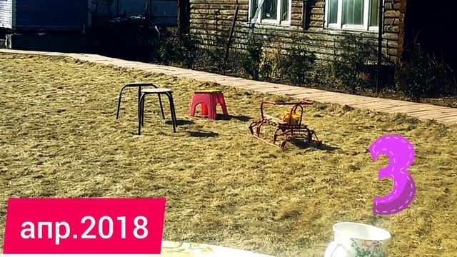 Как растут туи Брабант каждый год 7 лет / Хроника роста туи каждый год / Стрижка туи смотреть онлайн