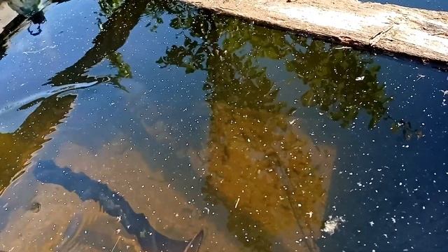 дафния из бочки на собственном огродном участке смотреть онлайн