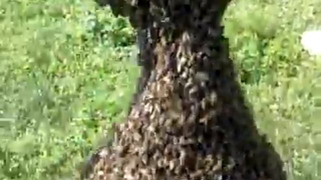 Большой рой на пасеке смотреть онлайн