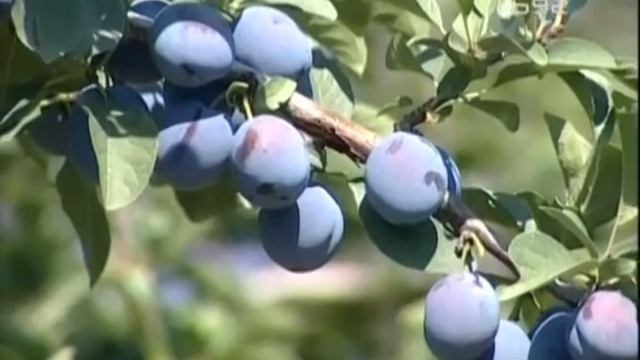 Losa cena sljive - Grossa Felitia - najkrupnija sljiva u Srbiji смотреть онлайн