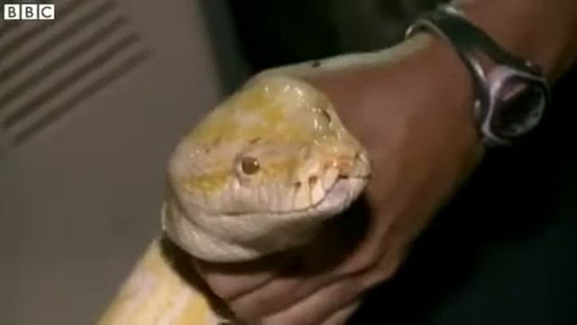 13 foot python found in Florida shed смотреть онлайн