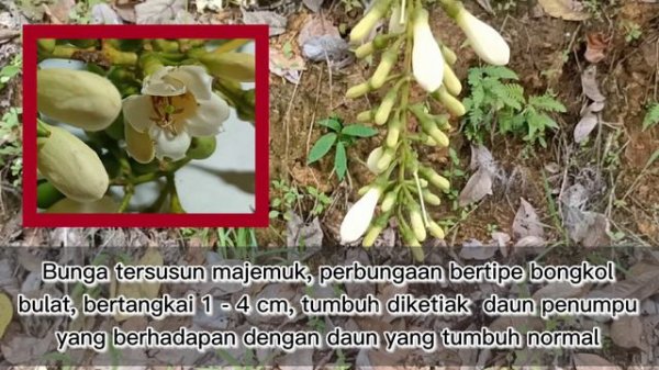 TANAMAN HUTAN TANAMAN KHAS PEGUNUNGAN MULLER SCHWANER MENGKUDU HUTAN #pegununganmullerschwaner