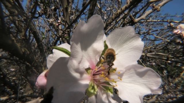 4k Almond tree, bees and butterflies | Panasonic HC-VXF1 смотреть онлайн