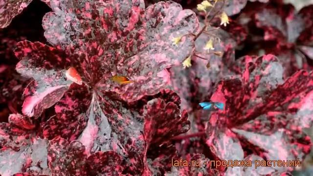 Гейхера гибридная Миднайт Роуз (midnight Rose) ? обзор: как сажать, рассада гейхеры Миднайт Роуз