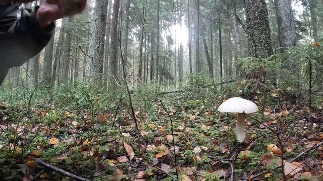 ЭТО ПОЛНЫЙ РАЗРЫВ! Я ПОПАЛ В ГРИБНОЙ РАЙ | БЛАГОРОДНЫЕ ГРИБЫ ПОПЕРЛИ МАССОВО | ТИХАЯ ОХОТА 2023 смотреть онлайн