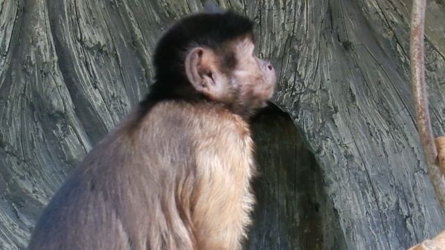 ГЕЛЕНДЖИК 2022 КАПУЦИНЫ. ЖИВОТНЫЕ САФАРИ-ПАРКА смотреть онлайн