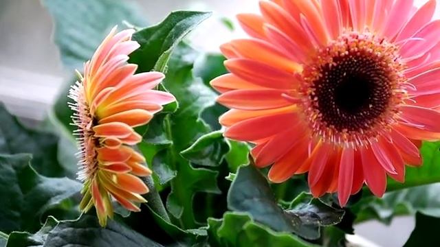 ГЕРБЕРА Джемсона: Выращивание из Семян а также Уход Домашних Условиях смотреть онлайн