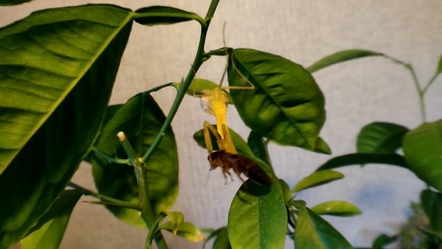 Как богомол делает «кусь» смотреть онлайн