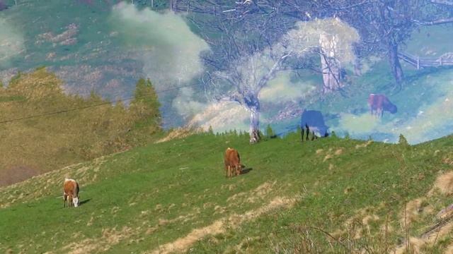 Белый и фиолетовые крокусы на горе Ротундул, Карпаты весной / Rotundul Mountain In Karpathians смотреть онлайн