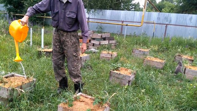 Посев ПОЛЕЗНЫХ микробов! Ферментированная жидкость смотреть онлайн