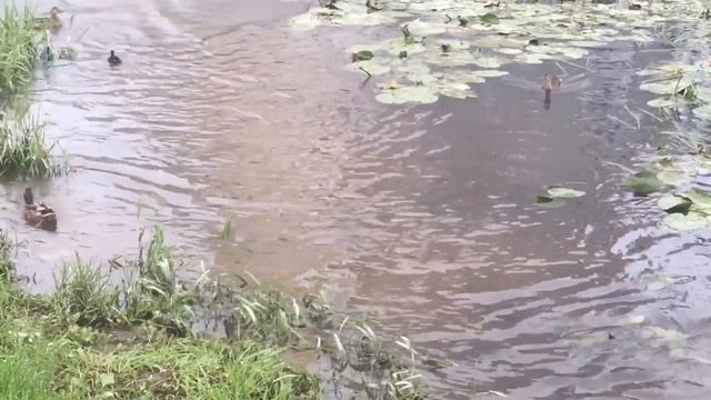 Ондатра в реке. Кудрово смотреть онлайн