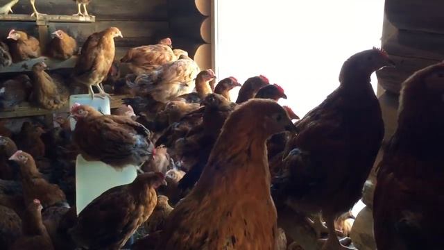 Цыплята Кучинские Уфа Шакша смотреть онлайн