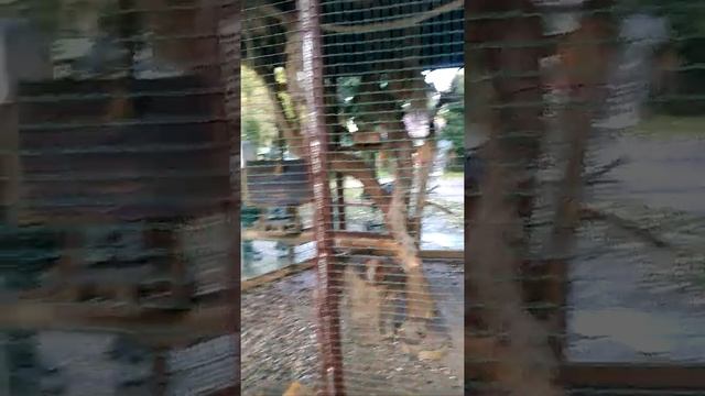 Лопатинский сад Смоленск ОБЗОР смотреть онлайн