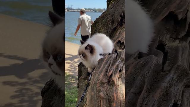 Главная достопримечательность Вашингтона // Which breed is that? I want one so badly! #shorts смотреть онлайн