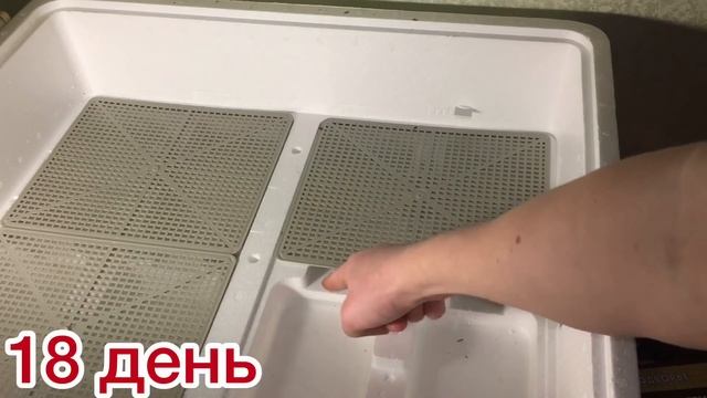 Вывод цыплят от А до Я (часть1) смотреть онлайн