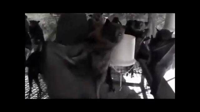 Летучие лисы смотреть онлайн