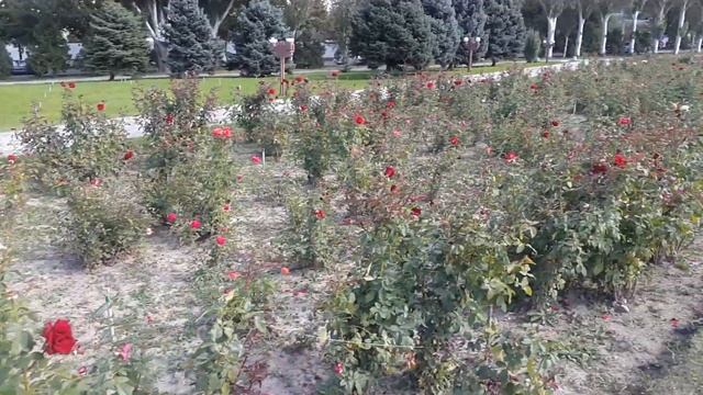 Цветы у Вечного Огня. Бишкек / Очпос оттун кооз гулдору смотреть онлайн