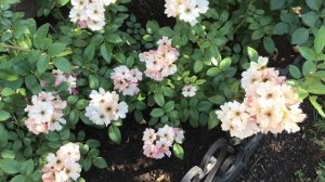 Красивые розы. Мускусная роза Моцарт